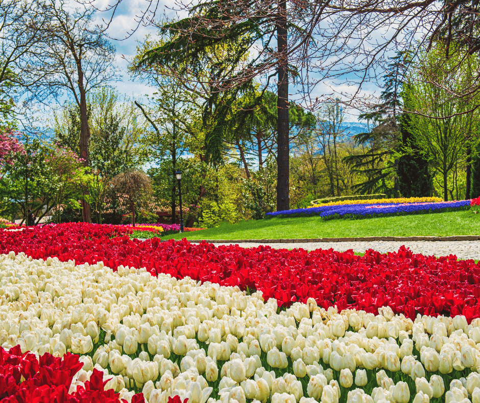 Tulip festivals in afghanistan on nowruz